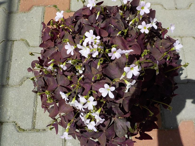  - oxalis triangularis