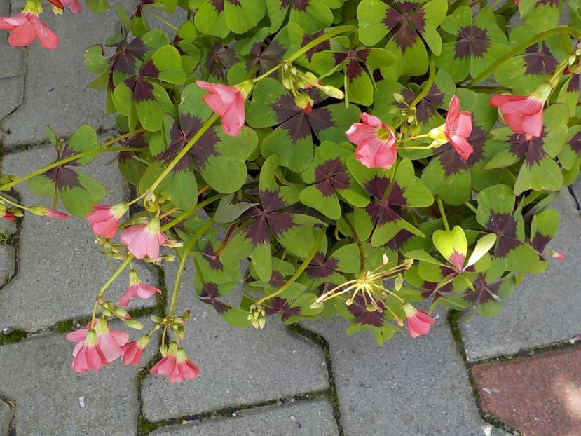  - oxalis iron cross