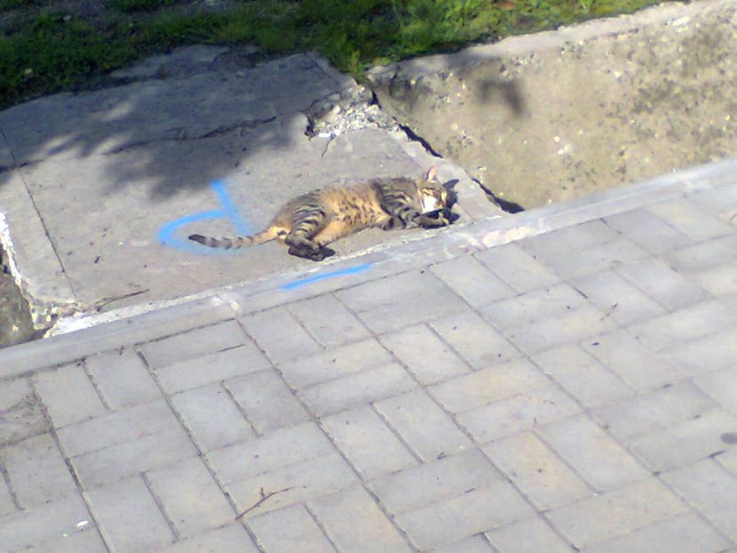 Fotografie5224 - 2019 CONCEDIU VILA SEBASTIAN19V-2VI