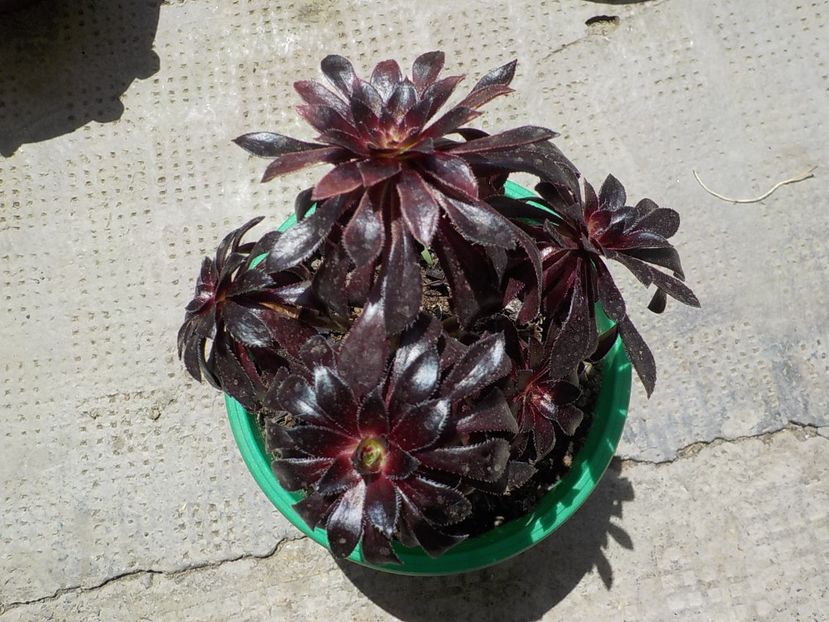  - CACTUSI si SUCULENTE