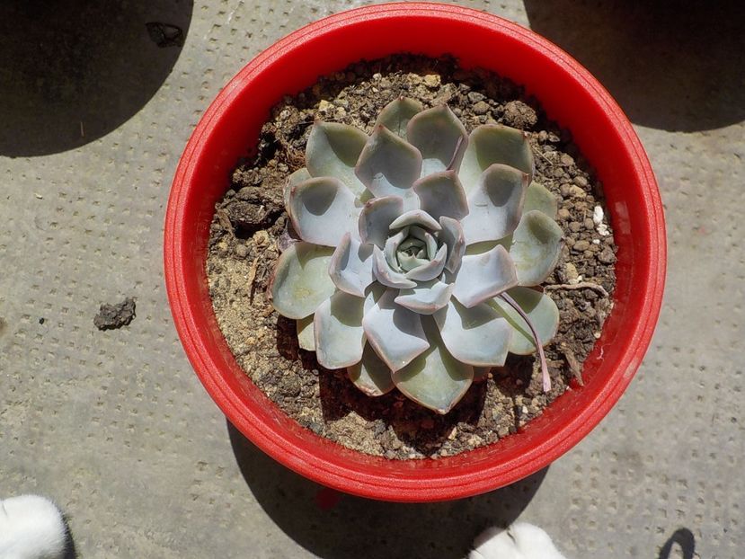  - CACTUSI si SUCULENTE