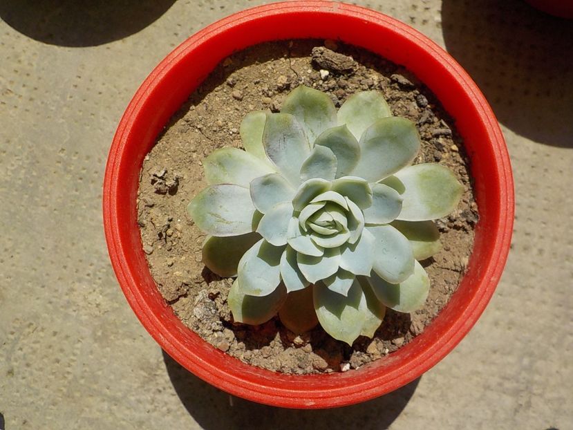  - CACTUSI si SUCULENTE