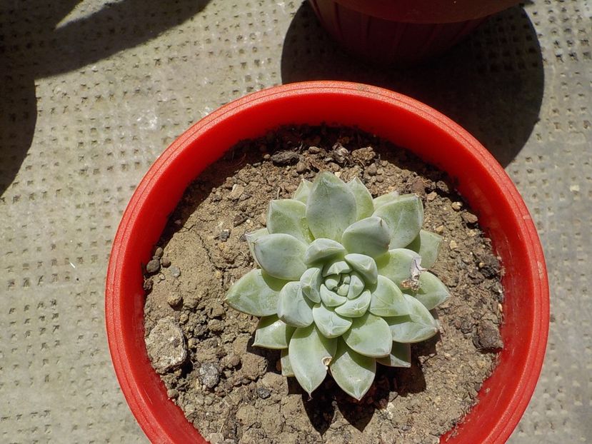  - CACTUSI si SUCULENTE