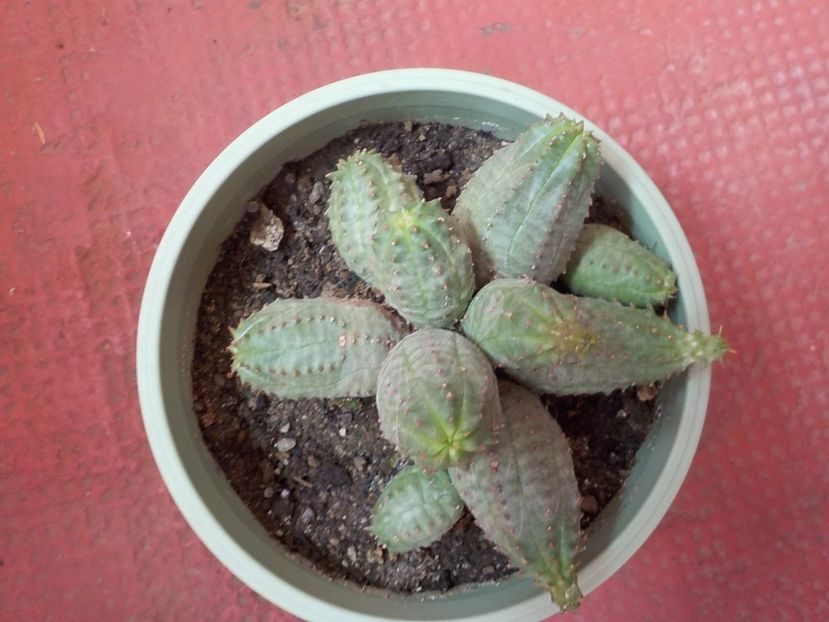  - CACTUSI si SUCULENTE