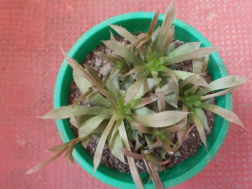  - CACTUSI si SUCULENTE
