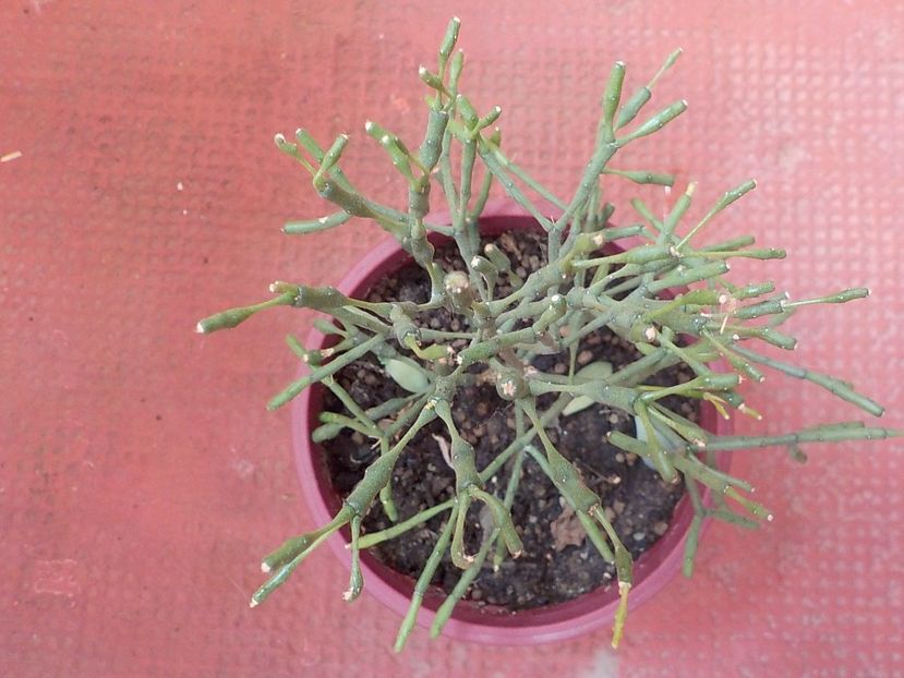  - CACTUSI si SUCULENTE