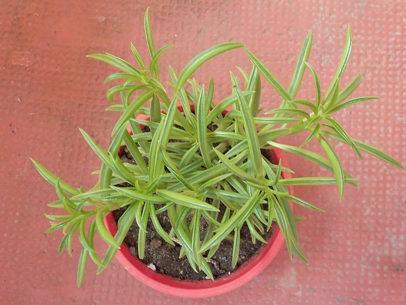  - CACTUSI si SUCULENTE