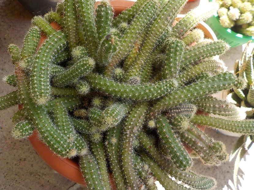  - CACTUSI si SUCULENTE