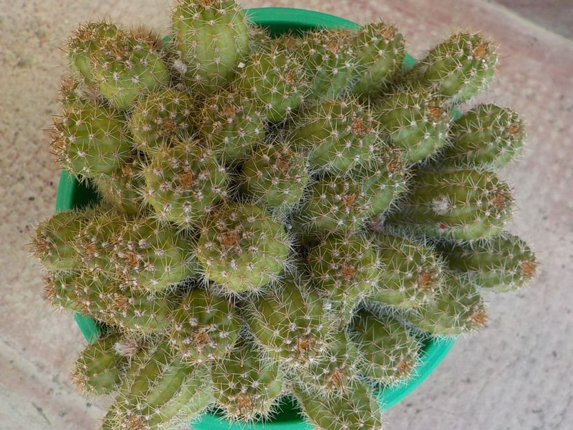  - CACTUSI si SUCULENTE