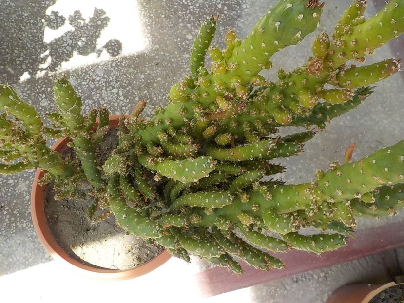  - CACTUSI si SUCULENTE
