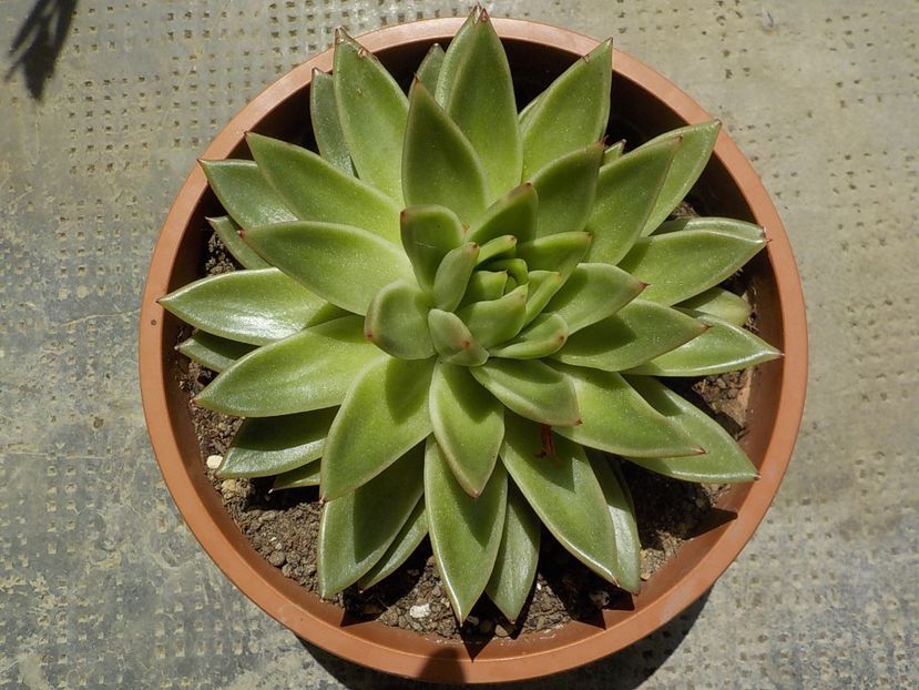  - echeveria agavoides