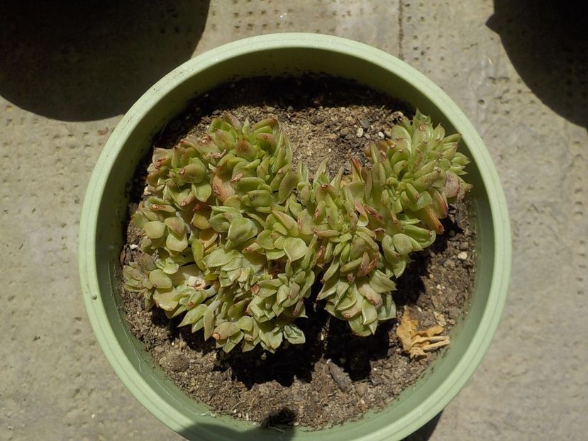  - echeveria agavoides