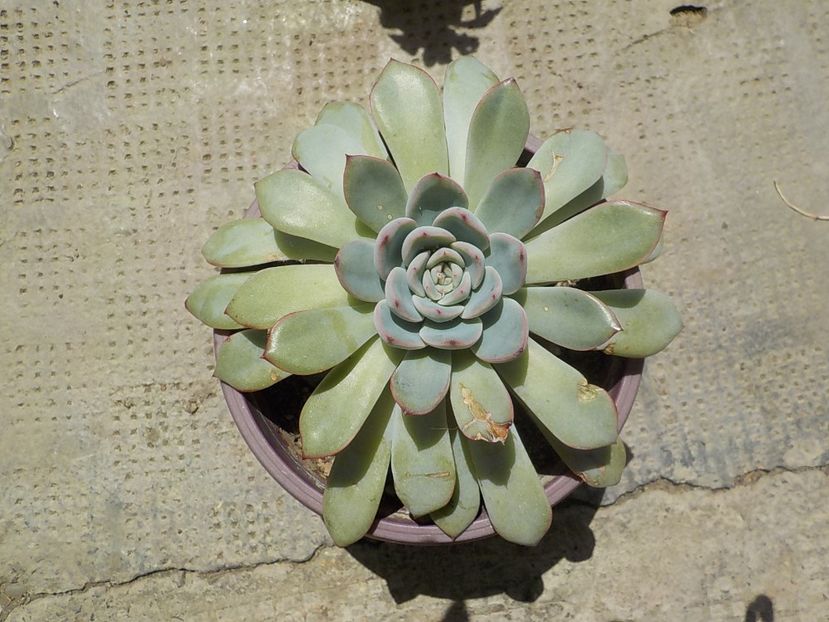  - Genul Echeveria