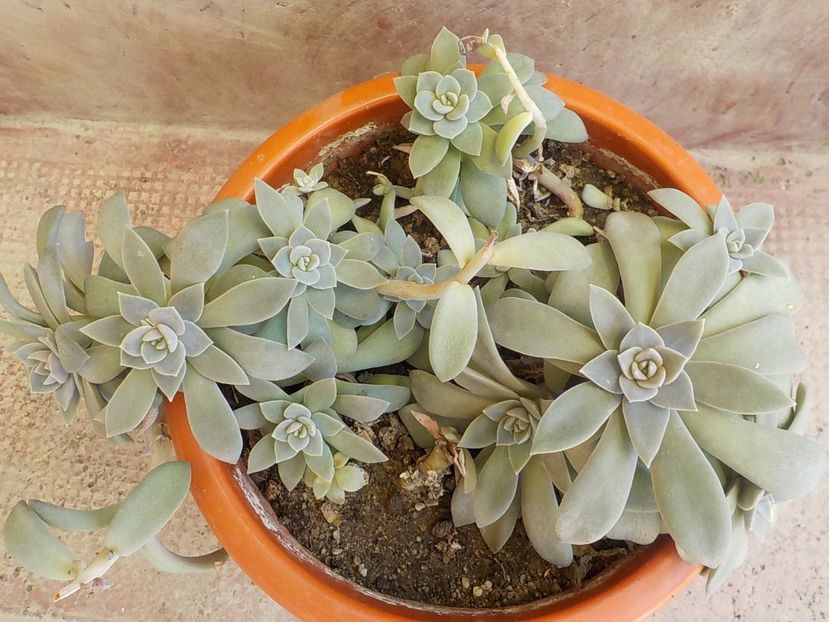  - graptopetalum paraguyense