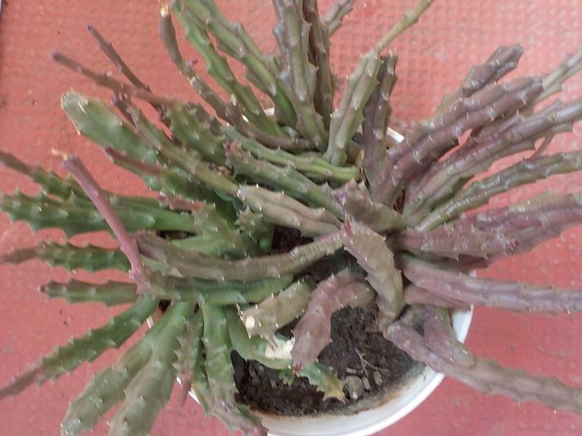  - Genul Stapeliade