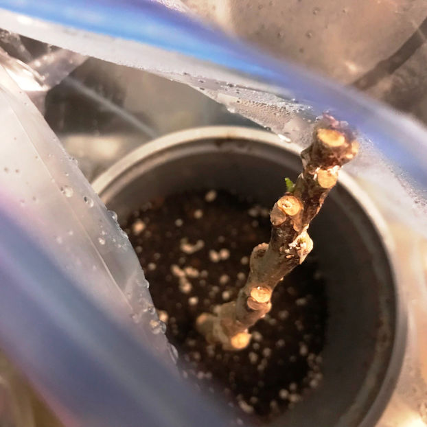  - Plante de interior 2019