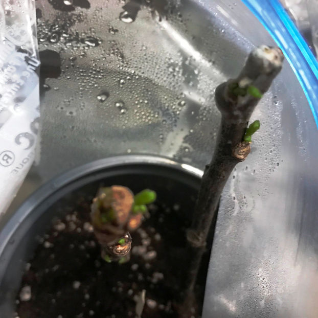  - Plante de interior 2019