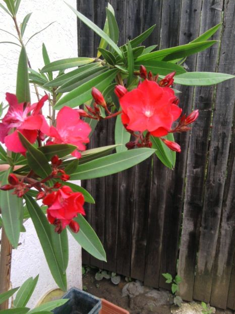  - Varietati de leandru