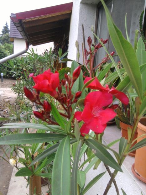  - Varietati de leandru