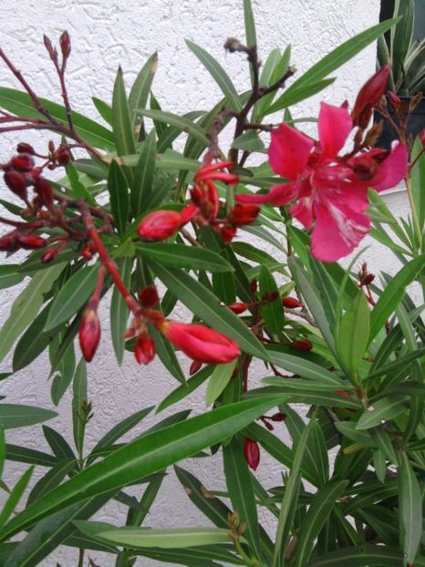  - Varietati de leandru