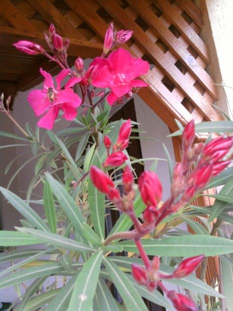  - Varietati de leandru