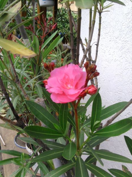  - Varietati de leandru