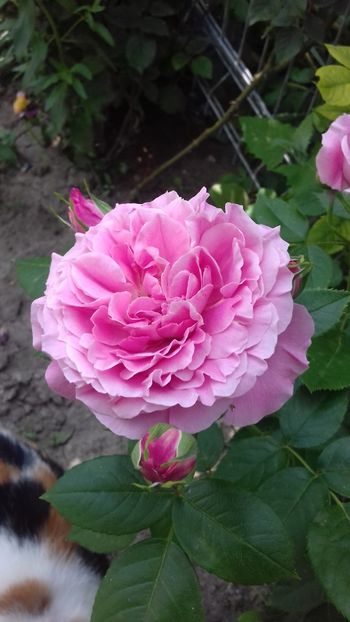 20190526_164818(0) - Heilige elisabeth rose