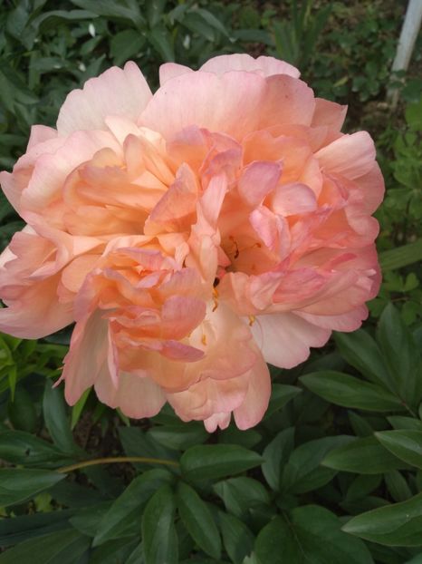 coral charm -20 cm diametru - Bujori 2019