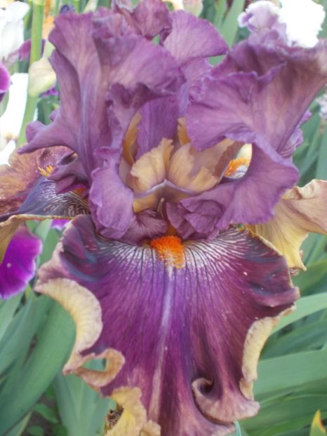  - Irisi -2019 Barbata Elatior si intermedia