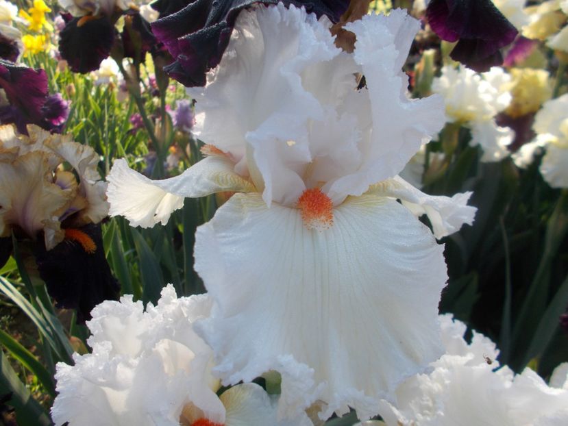  - Irisi -2019 Barbata Elatior si intermedia