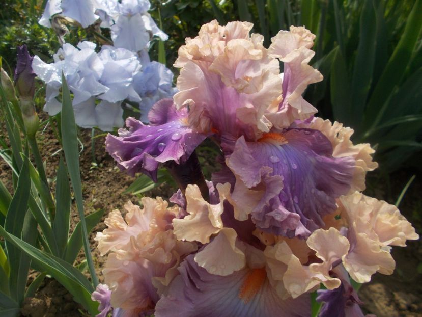  - Irisi -2019 Barbata Elatior si intermedia