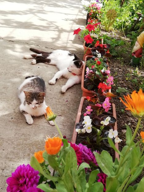  - 0-2019 - De prin curte