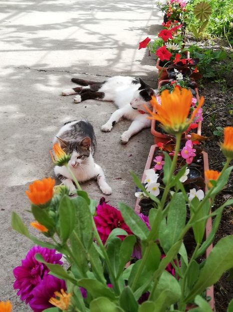  - 0-2019 - De prin curte