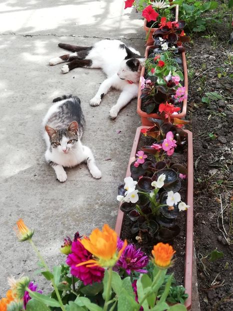  - 0-2019 - De prin curte