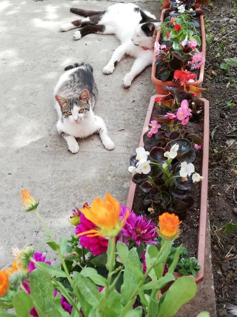  - 0-2019 - De prin curte