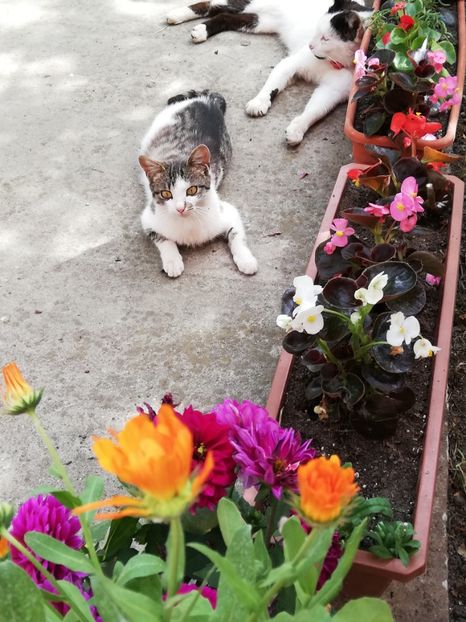  - 0-2019 - De prin curte