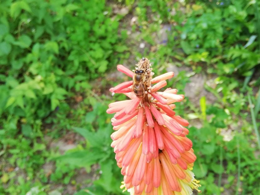  - 0-2019 - De prin curte