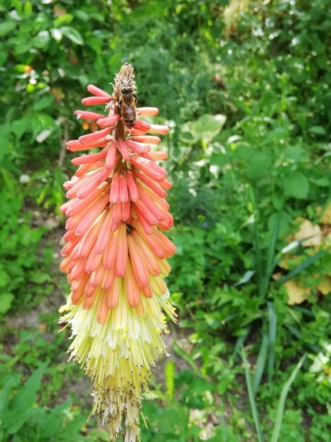  - 0-2019 - De prin curte