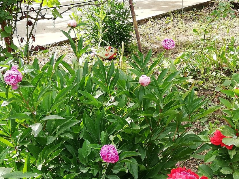  - 0-2019 - De prin curte