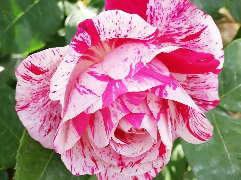  - 0-2019 - De prin curte