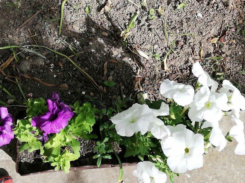  - 0-2019 - De prin curte