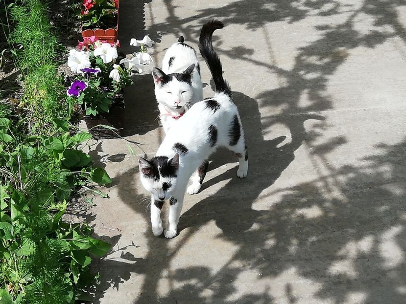  - 0-2019 - De prin curte