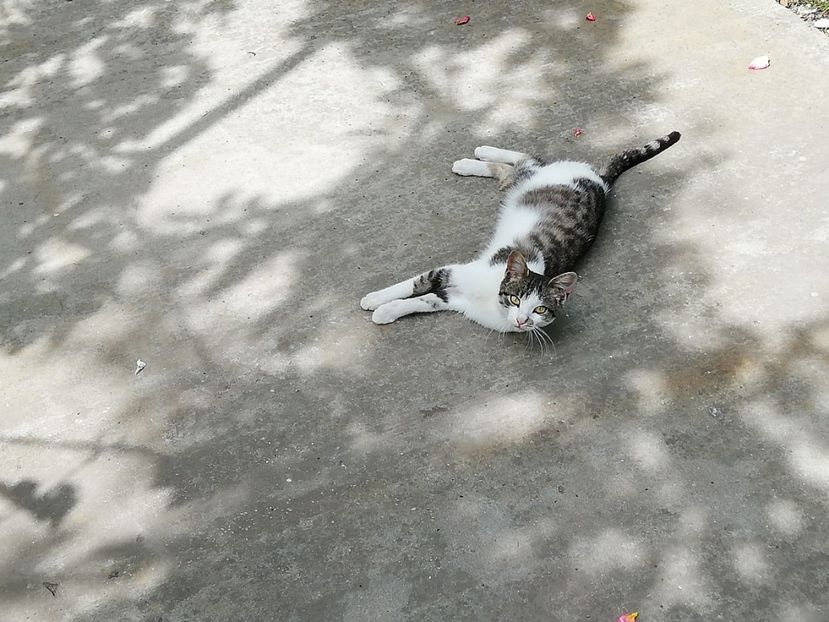  - 0-2019 - De prin curte