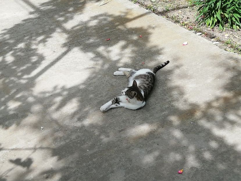  - 0-2019 - De prin curte