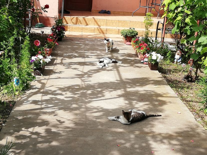  - 0-2019 - De prin curte