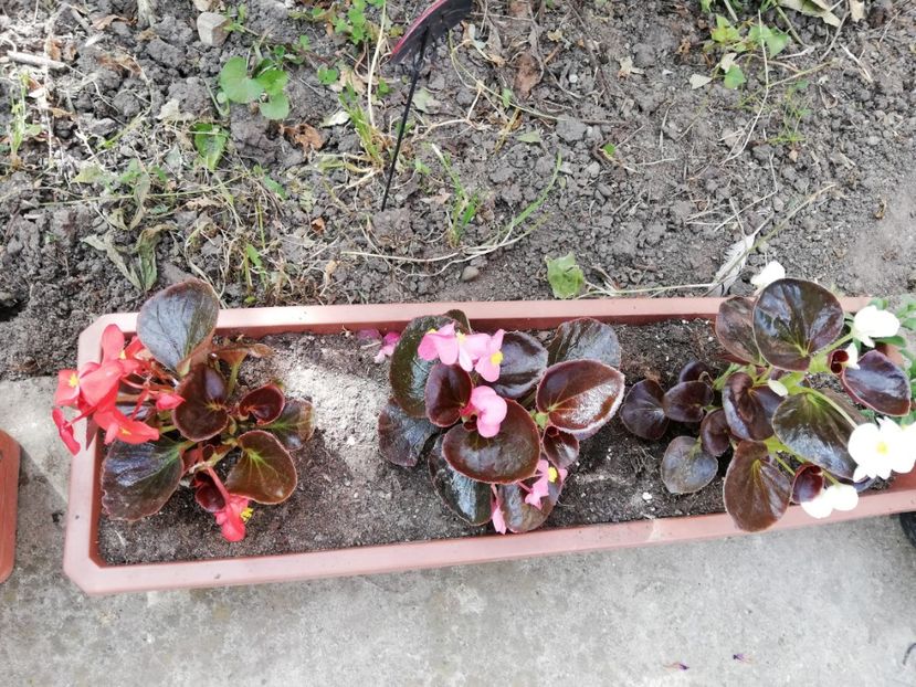  - 0-2019 - De prin curte