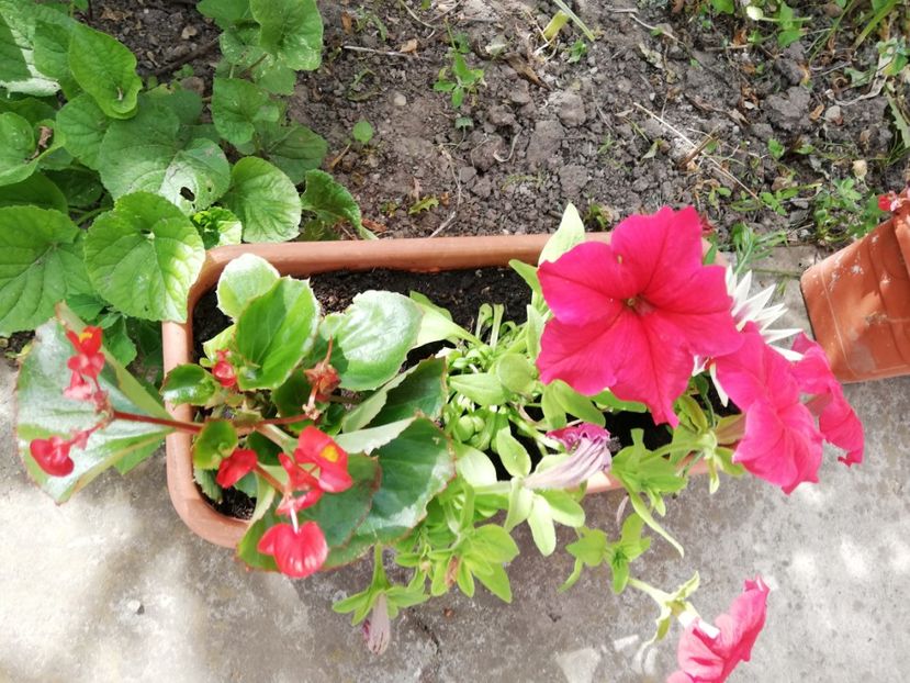  - 0-2019 - De prin curte