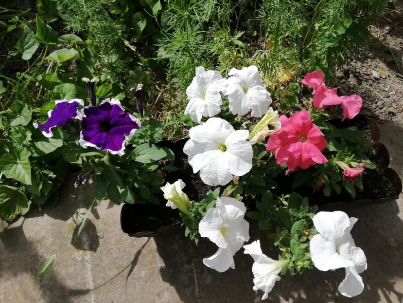  - 0-2019 - De prin curte