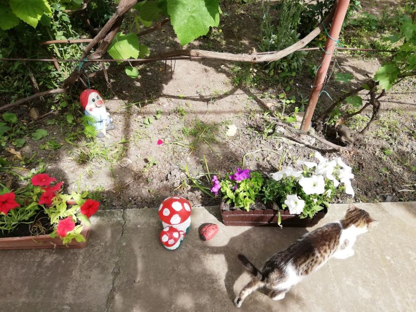  - 0-2019 - De prin curte