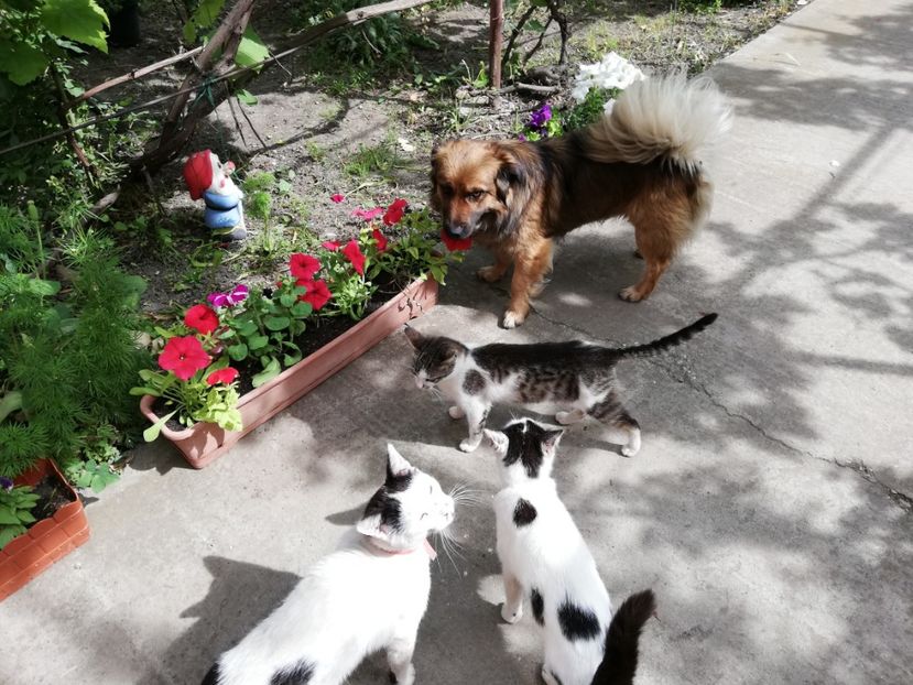  - 0-2019 - De prin curte